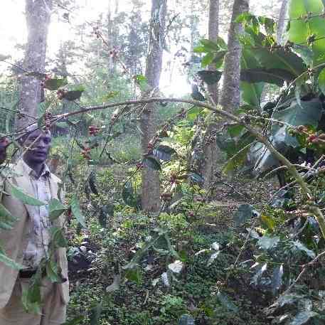 エチオピア，コーヒーの木