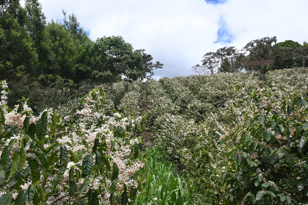 Tanzania, coffee, Acacia hills