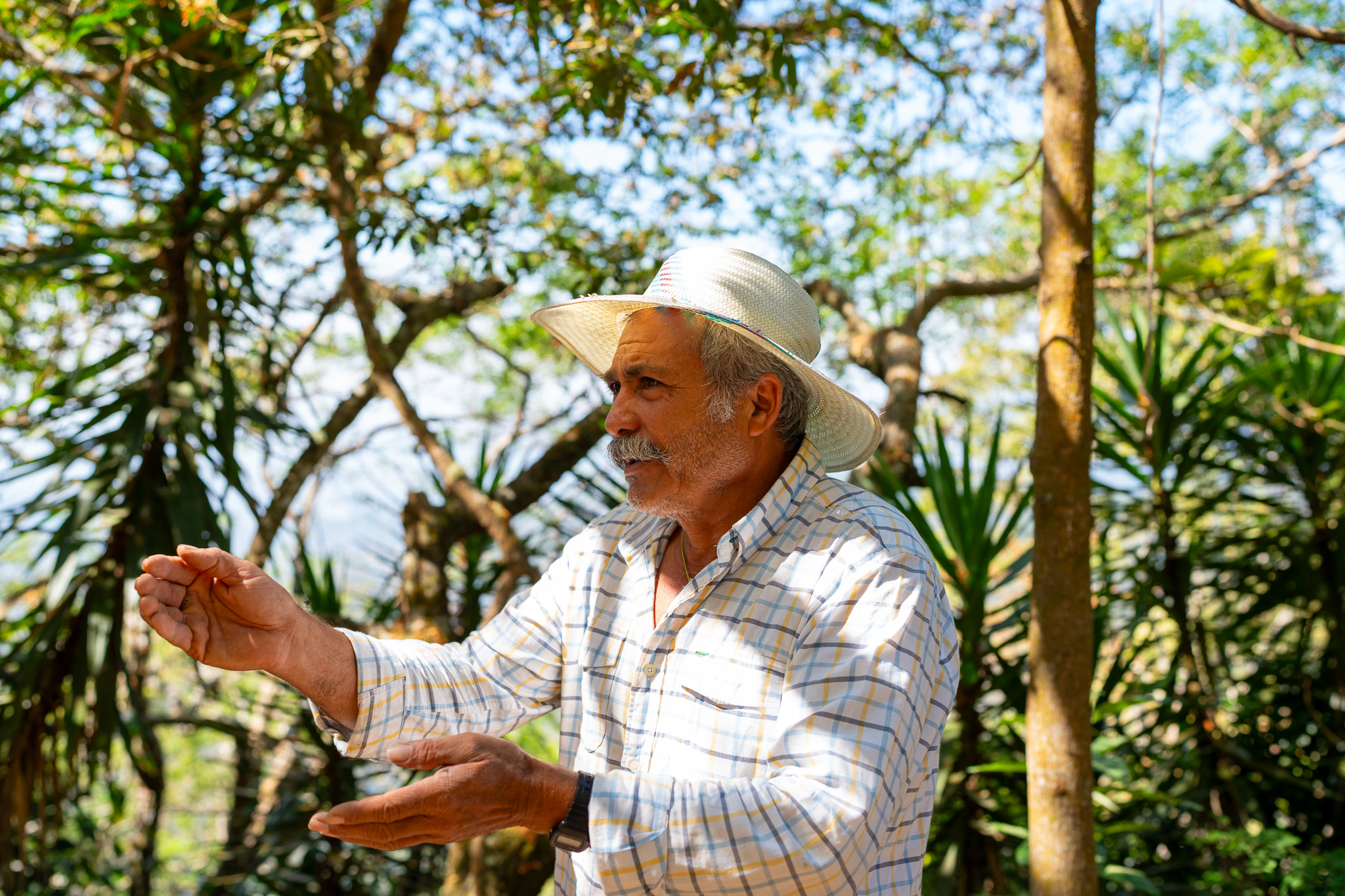 El salvador, coffee, Cafe nor