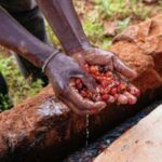 Kenya, Kianjogu, coffee