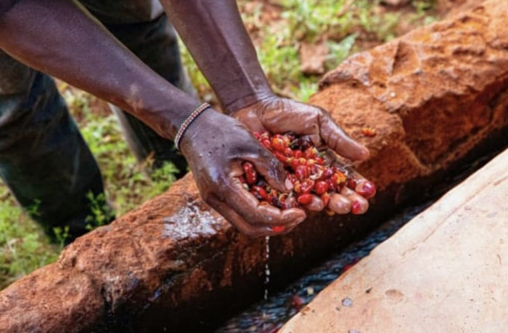 スクリーンショット 2026-03-14 160709 | chouette torréfacteur laboratoire Kenya, Kianjogu, coffee