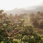 Colombia, Los patios, Funky cherry, coffee