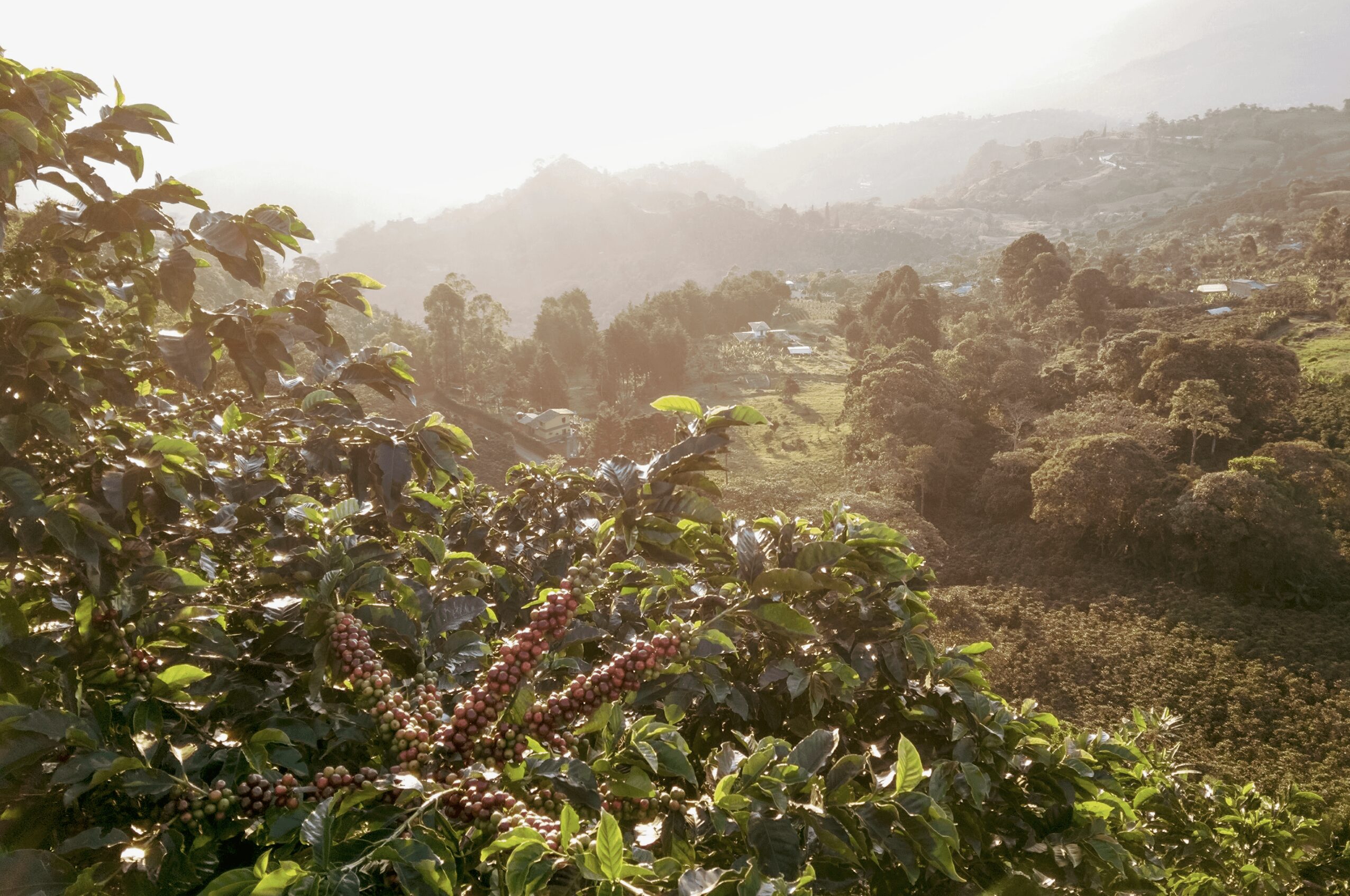 スクリーンショット 2026-03-14 161854 | chouette torréfacteur laboratoire Colombia, Los patios, Funky cherry, coffee